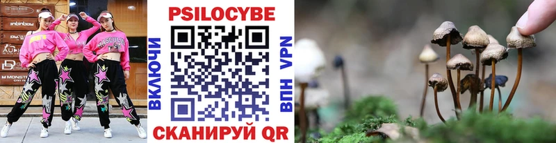 Купить  Энгельс  Галлюциногенные грибы Psilocybe 